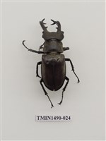 高砂深山鍬形蟲藏品圖，第1張